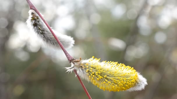 Közeli kép a virágzó fűz catkin egy gally — Stock videók