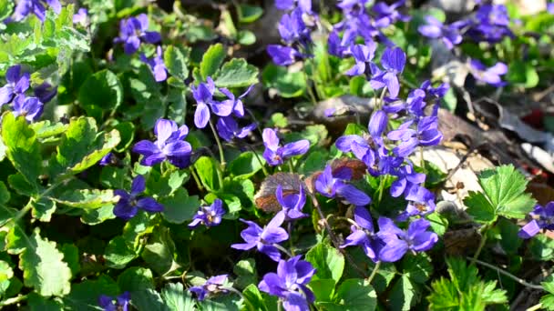 Lila virágok, méhek és más rovarok a tavaszi rét — Stock videók