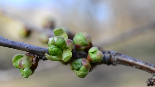 Cerasus avium. Cherry bimbók készen a kibontakozásra — Stock videók