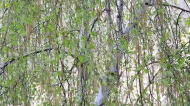 Huş ağacı dalları bahar Close-Up
