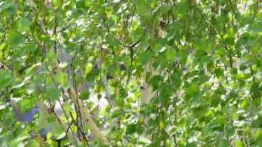 İlkbaharda rüzgarla üflenen yapraklı huş ağacı dalları