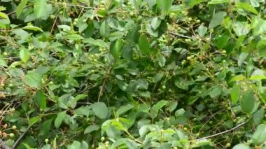 Güzel kiraz ağacı yaprakları ve yeşil olgunlaşmamış meyveleri