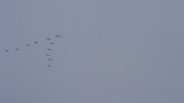 Vögel fliegen in V-Formation vor grauem und blauem Himmel — Stockvideo