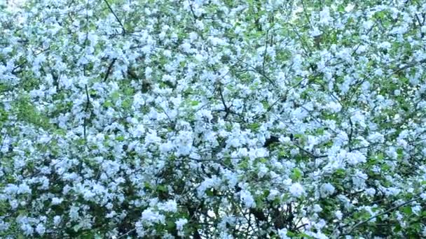 Малус-єврейка. Розквіт білого яблуні заповнює раму — стокове відео