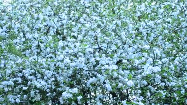 Malus domestica. Белый цвет яблони заполняет рамку — стоковое видео