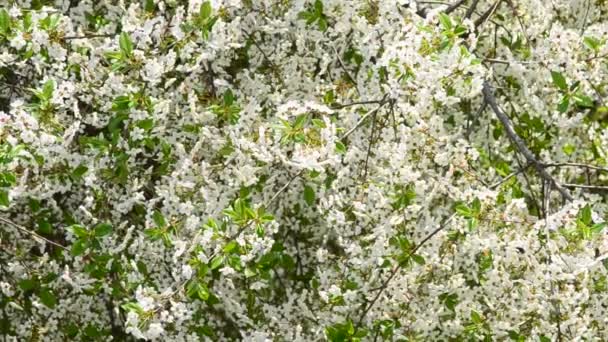 Flor de cerezo blanco y abejas recolectando néctar — Vídeo de stock