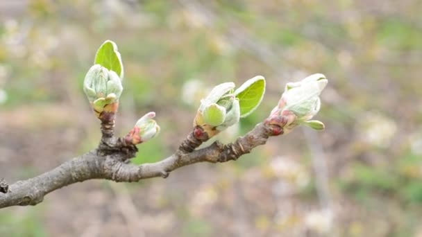 Malus domestica. Close-up of opening leaf buds of apple tree — Stock Video