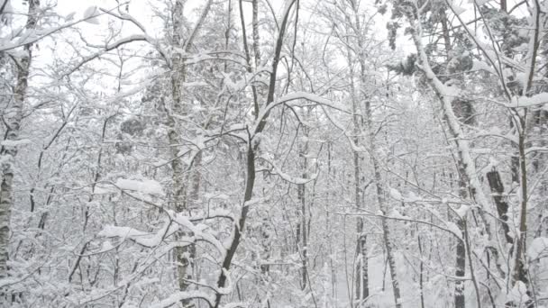 Chute de neige dans la forêt avec troncs d'arbres se balançant doucement dans le vent 