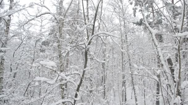 Sneeuw die in het bos valt met boomstammen die zachtjes in de wind slingeren — Stockvideo