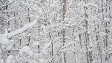 Yapraksız karlı yaprak döken orman içinde kış aylarında düşen kar