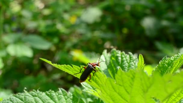 Tugg soldat Beetle sitter på frodiga nässlor växt och äta — Stockvideo