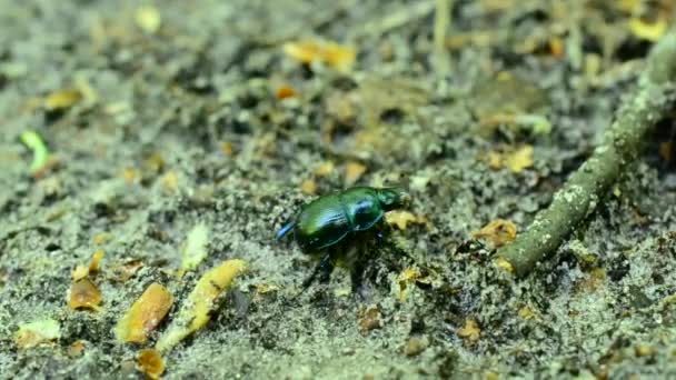 Escarabajo de olor verdoso se arrastra en el suelo en el bosque fuera de marco — Vídeos de Stock