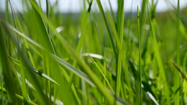 Яркие пышные стебли зеленой травы, выдуваемые ветром весной — стоковое видео