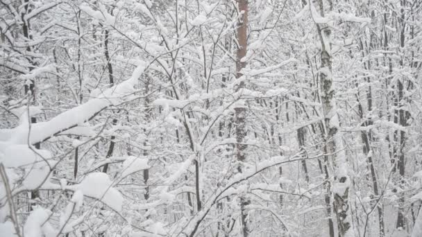 Chute de neige dans une forêt de feuillus enneigée en hiver 