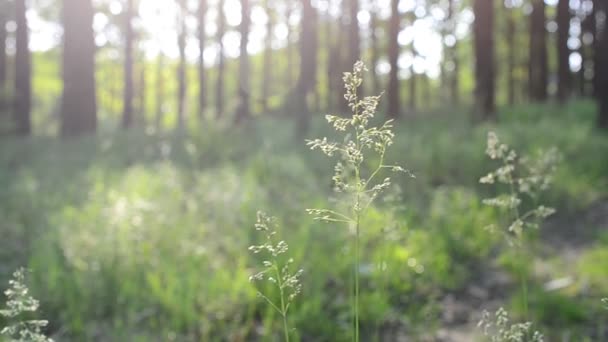 Panículas de erva-prado comuns sopradas pelo vento na floresta — Vídeo de Stock