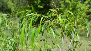 Güzel söğüt dalı yeni ışık yeşil yemyeşil bitki örtüsü ile