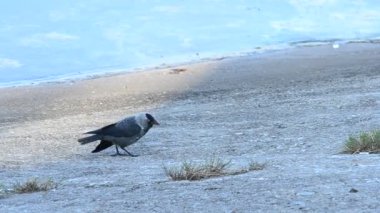 Western jackdaw walks on embankment, takes flight and flies away