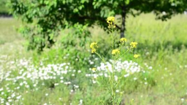 Renkli çayır arka plan üzerinde güzel taze sarı çiçek