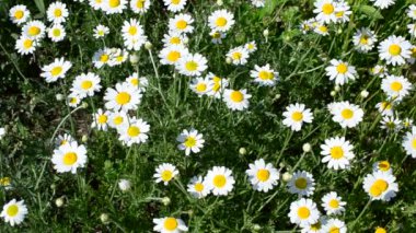 Çayır çok güzel beyaz ve sarı papatya çiçekleri ile