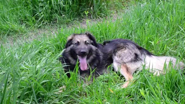 Собака з відкритим ротом лежить на землі в траві і йде геть — стокове відео