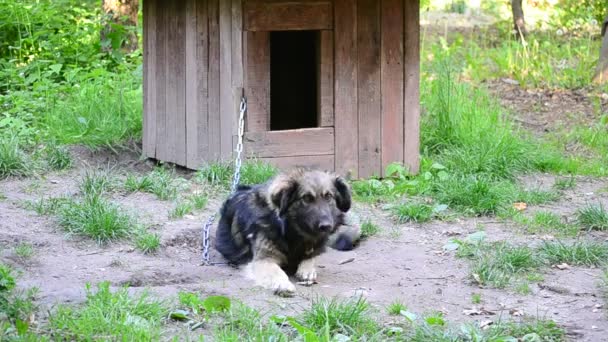 Dog on chain lies near wooden kennel licks his lips and yawns — Stock Video