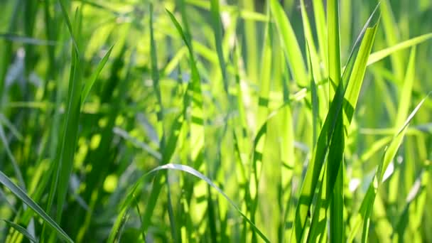 Färska frodiga blad av grönt gräs blåst av vinden i solsken — Stockvideo