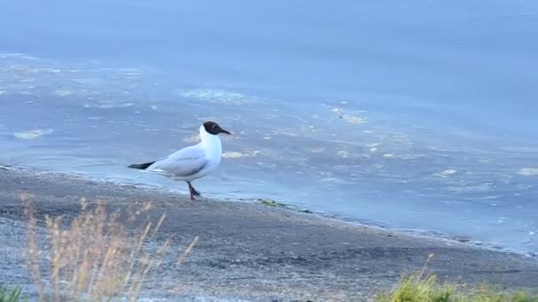 Tern stands and walks along coastline near blue water surface — Stock Video