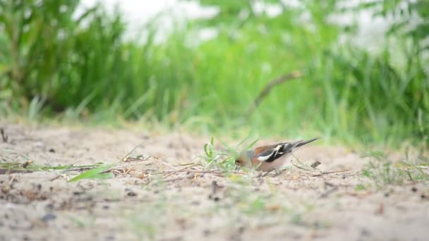 男性常见的苍头燕雀在地上觅食，飞走了 — 图库视频影像