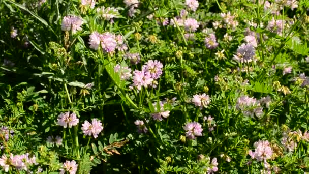 Rosa de color corona vetch flores soplado por el viento en un día soleado — Vídeo de stock