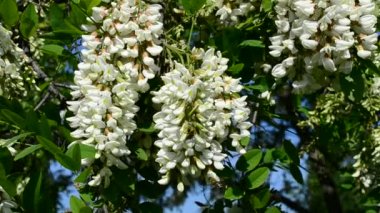 Bir arı ile rüzgarda sallanan güzel siyah akasya çiçeği