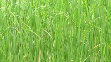 Yemyeşil yeşil reed esintiyle sallanan ve çerçevenin dolgu