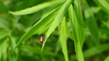 Bokböceği böceği kendisine Altın Başak bitki üzerinde mamülleri ve uçar