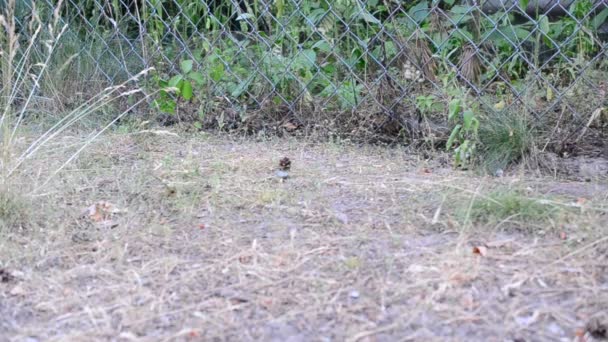 Jovem ouriço caminha ao longo de cerca de treliça de arame de aço — Vídeo de Stock