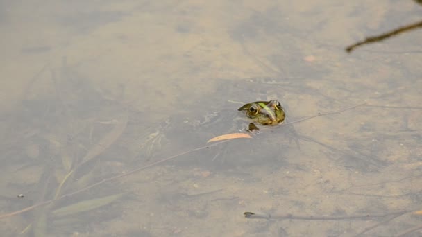 プールカエルや湿地のカエルは、水の中に浮かび、ディップし、泳ぎ去ります — ストック動画