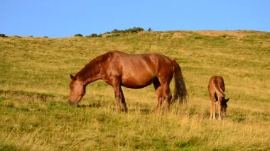 Dağlarda yaz sonunda kahverengi rakı ve tay otlatma