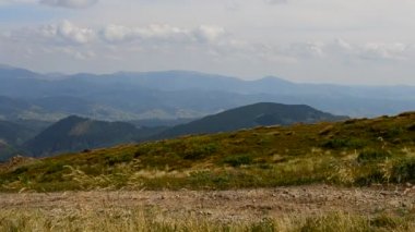 Hafifçe esinti tarafından karıştırılır panicles ile ortak çayır-çim