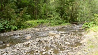 Karpatlar yemyeşil orman ile küçük dağ nehri