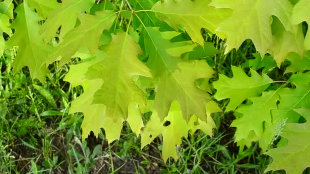 Яскраве, пишне, зелене листя північного червоного дуба, м'яко перемішане вітром — стокове відео