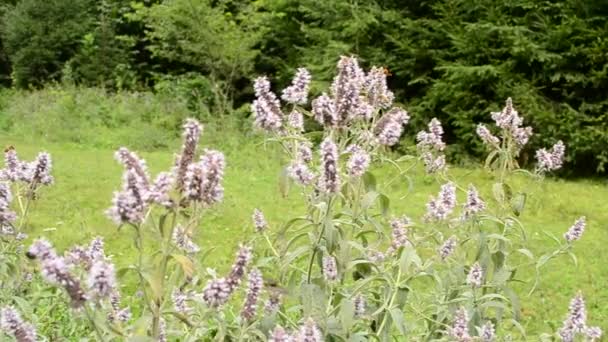 Mint blommor med bin och andra insekter som flyger runt dem — Stockvideo