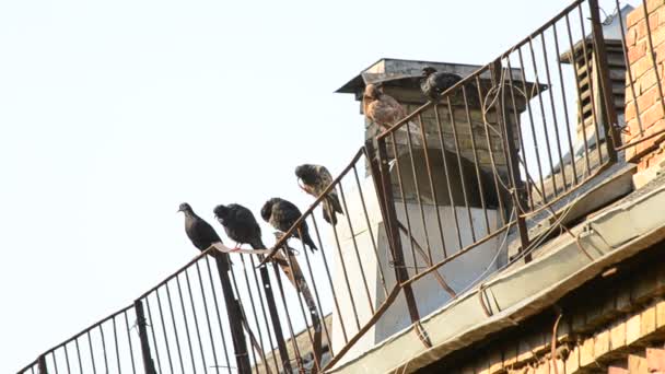 Las palomas se sientan en el recinto del techo en las plumas de limpieza de la mañana — Vídeo de stock