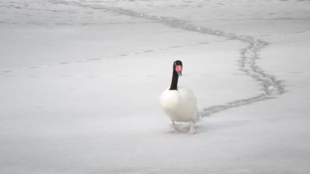 아름다운 검은 목 백조는 얼어 붙은 연못에 눈 산책 — 비디오