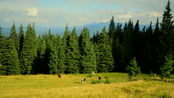 Vacas pastando en pastos en las montañas sobre el fondo del bosque de abeto — Vídeos de Stock