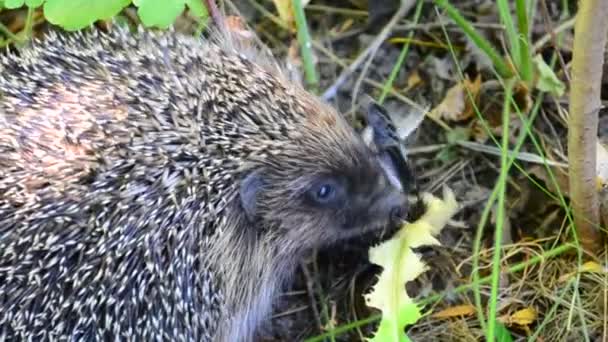 Hedgehog eating a bird in the wild in natural environment — Stock Video