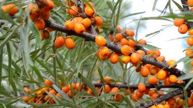 Olgun portakal deniz dikeni çilek rüzgarda sallanan ile Şube