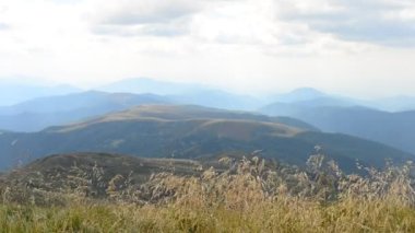 Karpat Dağları'nda rüzgarla esen ortak çayır-çim