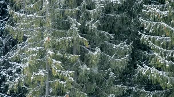 Starker Schneefall auf Hintergrund großer immergrüner Tannen — Stockvideo