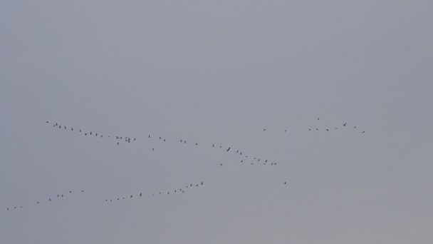 Muchas aves vuelan en formación en V sobre el fondo del cielo azul y gris — Vídeos de Stock