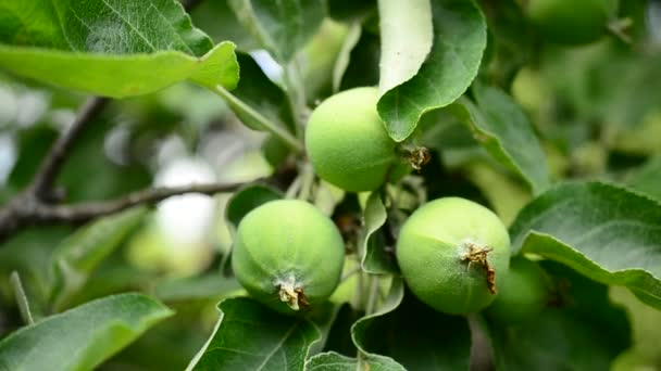 Las manos humanas tocan manzanas verdes inmaduras — Vídeo de stock