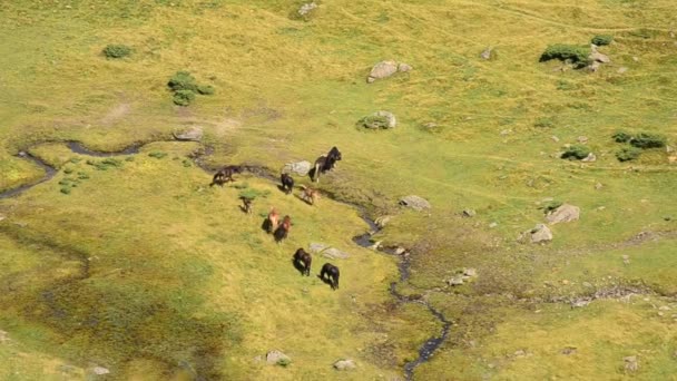 Flokk med hester på sommerbeite nær en liten bekk i fjell – stockvideo