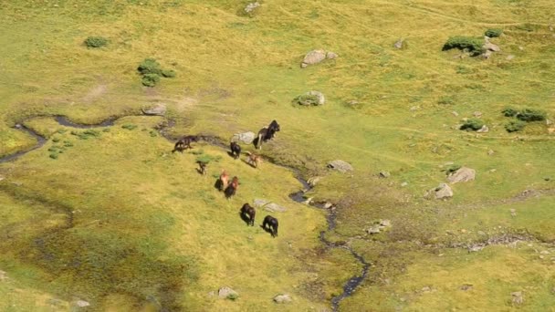 Herd of horses on summer pasture near small brook in mountains — Stock Video